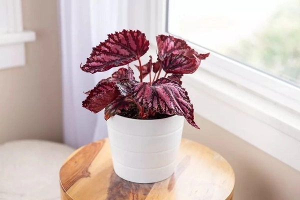 Rex Begonia Red - white standard pot 