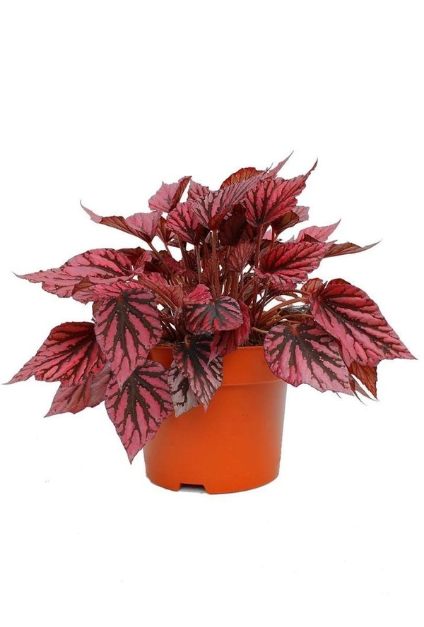 Rex Begonia Red - white standard pot 