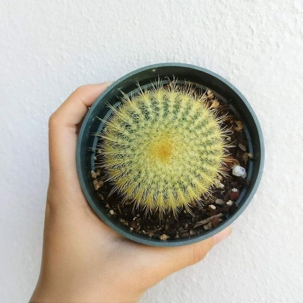 Ball Cactus  - brown / green / black standard pot, 10 × 6 cm