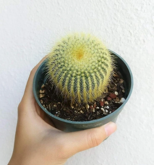 Ball Cactus  - brown / green / black standard pot, 10 × 6 cm