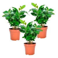 Coffee Plant  - brown standard pot , 12 - 14 inch