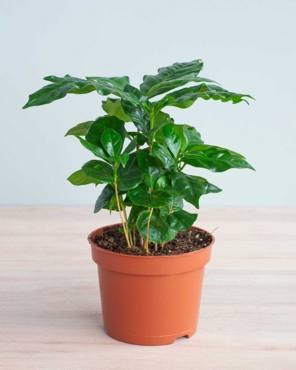 Coffee Plant  - brown standard pot , 12 - 14 inch