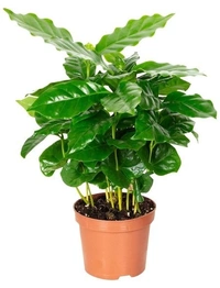 Coffee Plant  - brown standard pot , 12 - 14 inch