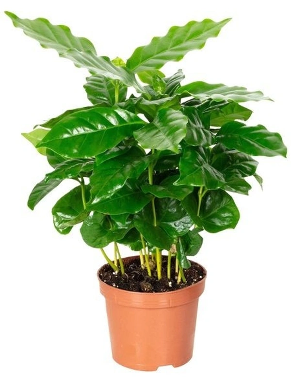 Coffee Plant  - brown standard pot , 12 - 14 inch