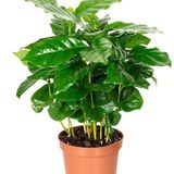 Coffee Plant  - brown standard pot , 12 - 14 inch