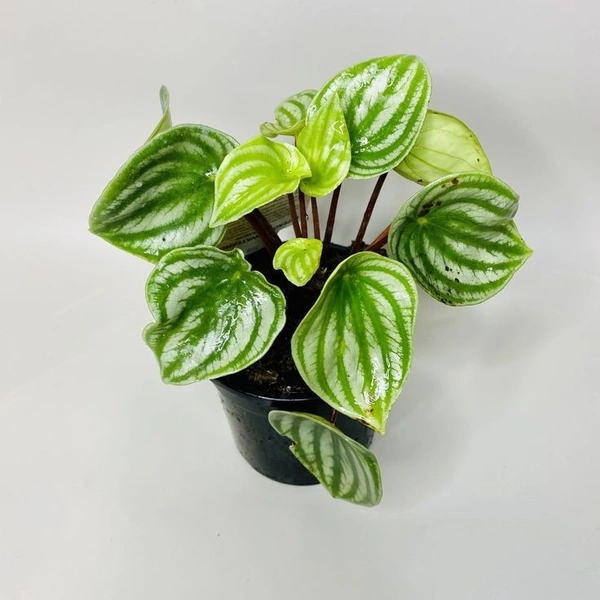 Peperomia Watermelon - black / brown standard pot , 12 - 14 inch