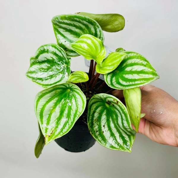 Peperomia Watermelon - white standard pot 