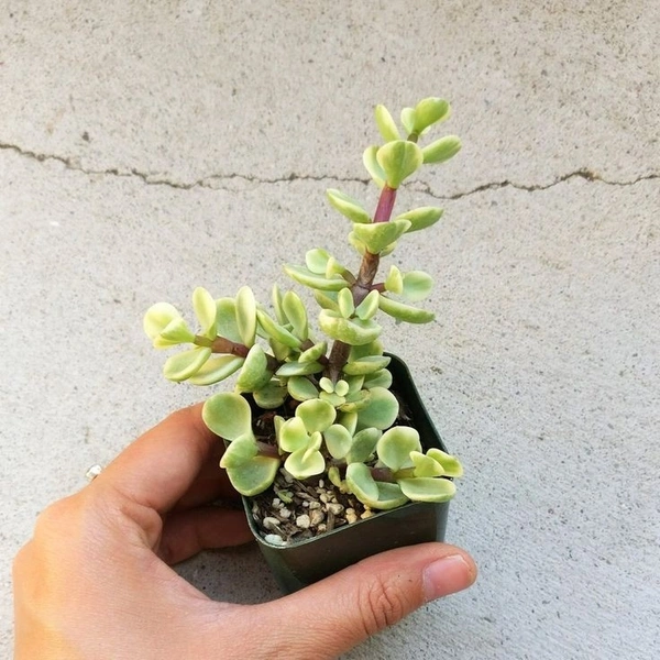 Elephant Bush  - black / brown succulent pot, 6 - 10 cm 