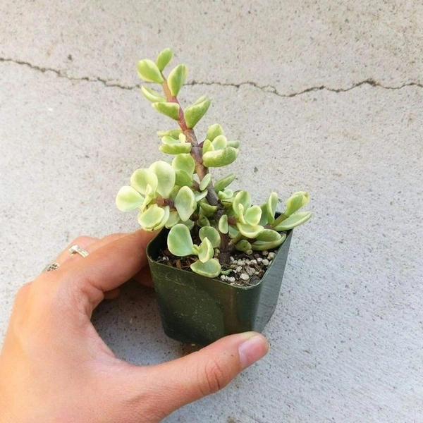 Elephant Bush  - black / brown succulent pot, 6 - 10 cm 