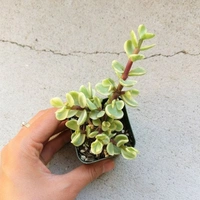 Elephant Bush  - black / brown succulent pot, 6 - 10 cm 