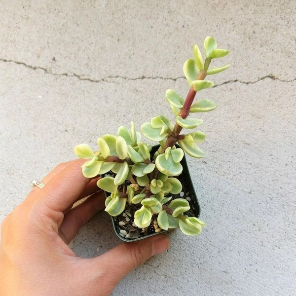 Elephant Bush  - black / brown succulent pot, 6 - 10 cm 