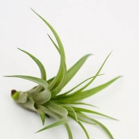 Tillandsia Ionantha Green  - black standard air plant pot , 5 × 6 cm