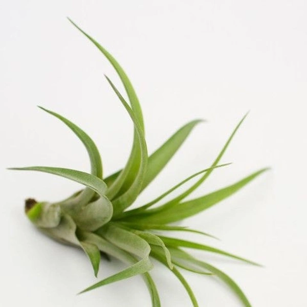 Tillandsia Ionantha Green  - black standard air plant pot , 5 × 6 cm