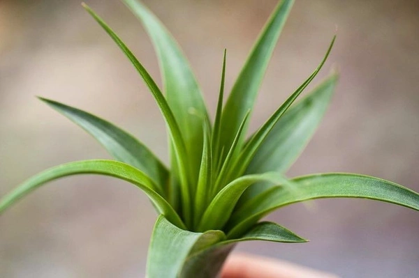 Tillandsia Ionantha Green  - black standard air plant pot , 5 × 6 cm