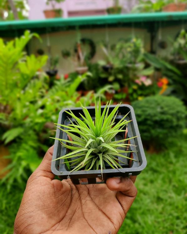 Tillandsia Ionantha Green  - black standard air plant pot , 5 × 6 cm