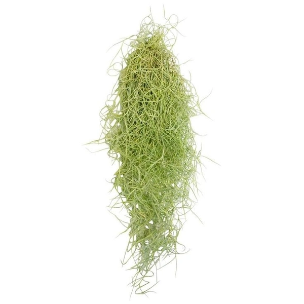 Spanish Moss  - black / brown air plant pot , 1 - 1.5 feet