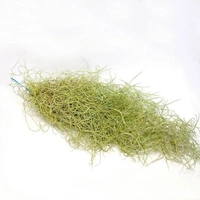 Spanish Moss  - black / brown air plant pot , 1 - 1.5 feet