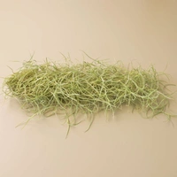 Spanish Moss  - black / brown air plant pot , 1 - 1.5 feet