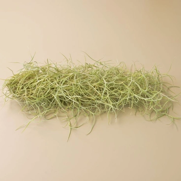 Spanish Moss  - black / brown air plant pot , 1 - 1.5 feet