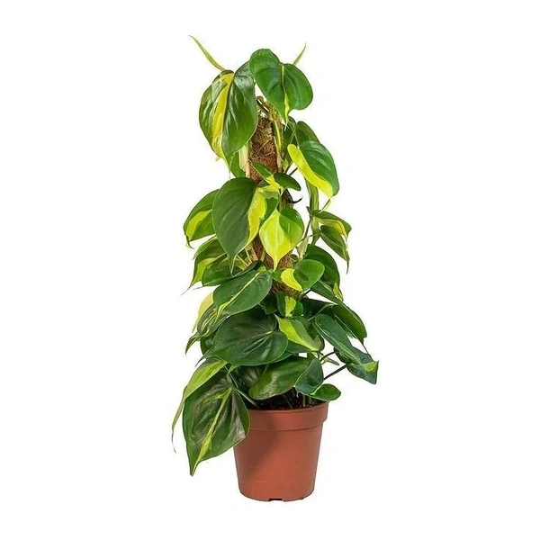 Philodendron Basil ( Big ) - brown standard pot , 2 - 2.5 feet