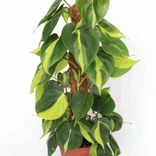 Philodendron Basil ( Big ) - brown standard pot , 2 - 2.5 feet
