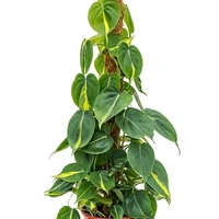 Philodendron Basil ( Big ) - brown standard pot , 2 - 2.5 feet