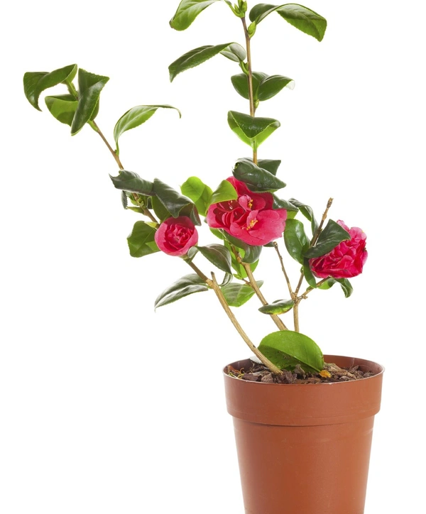 Camelia Red  - brown standard pot, 1 feet