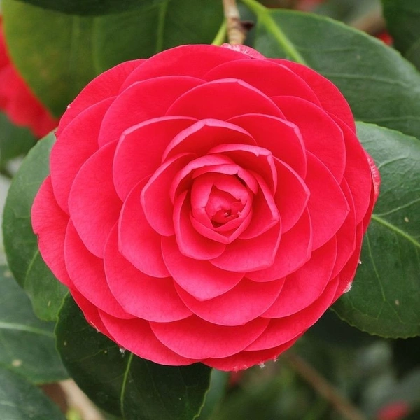 Camelia Red  - brown standard pot, 1 feet
