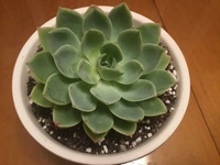 Echeveria Elegans  - white succulent pot 