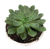 Echeveria Elegans  - white succulent pot 