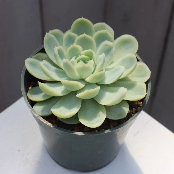 Echeveria Elegans  - white succulent pot 