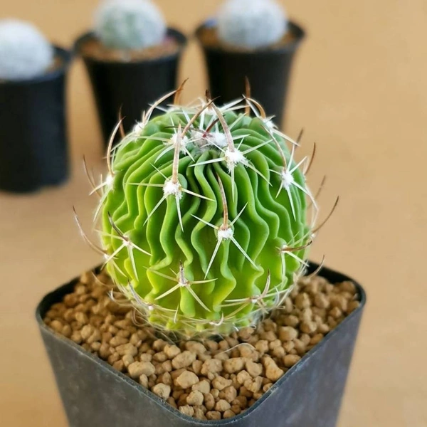 Echinofossulo cactus Multicostatus ( Brain Cactus ) - 2 inch height , 1.5 inch diameter, with out pot 