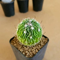 Echinofossulo cactus Multicostatus ( Brain Cactus ) - 2 inch height , 1.5 inch diameter, with out pot 
