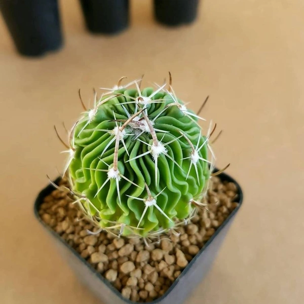 Echinofossulo cactus Multicostatus ( Brain Cactus ) - 2 inch height , 1.5 inch diameter, with out pot 