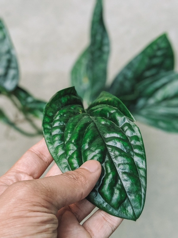 Monstera Peru  - black / brown standard pot, 0.5 - 1.5 ft vines