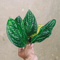 Monstera Peru  - black / brown standard pot, 0.5 - 1.5 ft vines