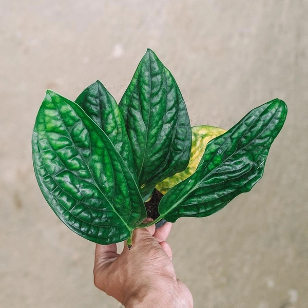 Monstera Peru  - black / brown standard pot, 0.5 - 1.5 ft vines
