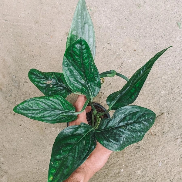 Monstera Peru  - black / brown standard pot, 0.5 - 1.5 ft vines