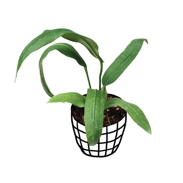 Anthurium Vittarifolium - black / brown standard pot , 5 inches to 8 inches