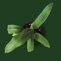 Anthurium Vittarifolium - black / brown standard pot , 5 inches to 8 inches
