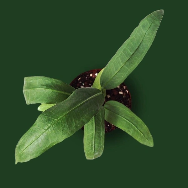 Anthurium Vittarifolium - black / brown standard pot , 5 inches to 8 inches