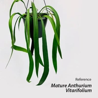 Anthurium Vittarifolium - black / brown standard pot , 5 inches to 8 inches