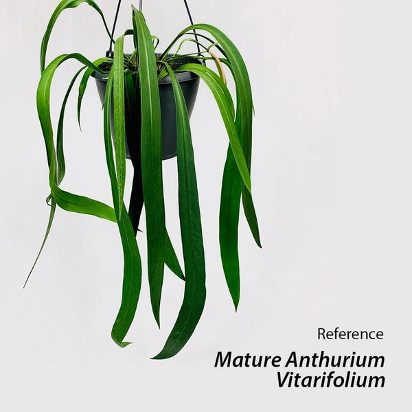 Anthurium Vittarifolium - black / brown standard pot , 5 inches to 8 inches