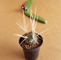 Tephrocactus Articulatus - with pot , 2 inch diameter