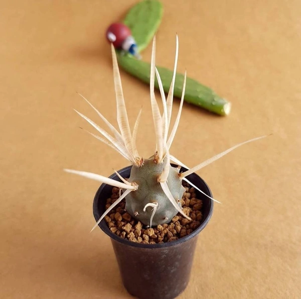 Tephrocactus Articulatus - with pot , 2 inch diameter