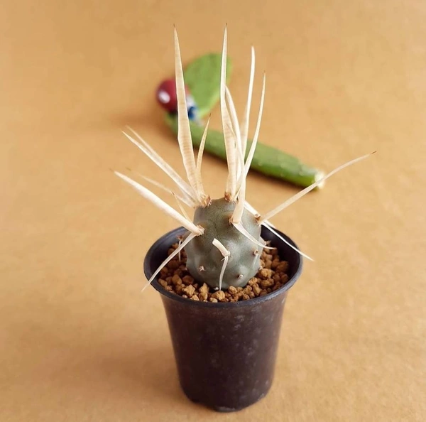 Tephrocactus Articulatus - with pot , 2 inch diameter