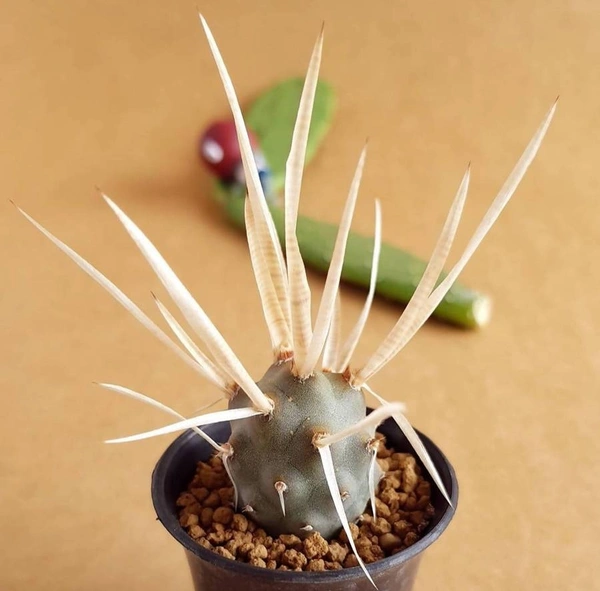 Tephrocactus Articulatus - with pot , 2 inch diameter