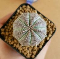 Euphoria Obesa (Seed Grown) - with out pot, 1.5 inch diameter