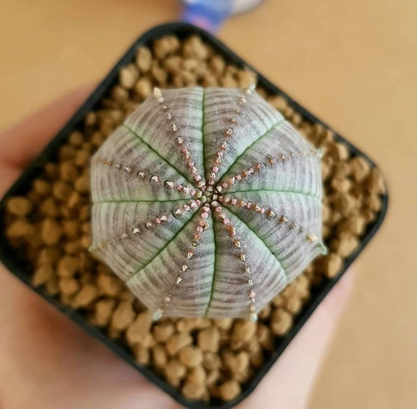 Euphoria Obesa (Seed Grown) - with out pot, 1.5 inch diameter