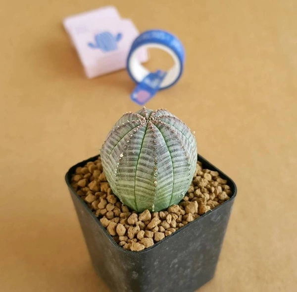 Euphoria Obesa (Seed Grown) - with out pot, 1.5 inch diameter